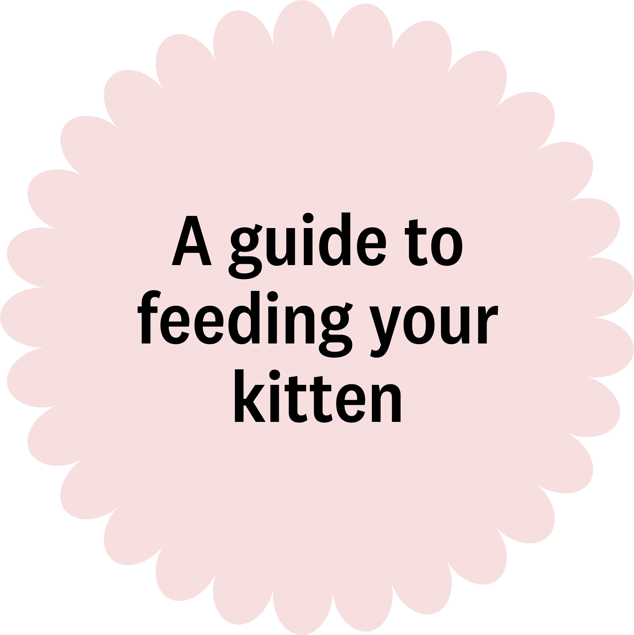 A guide to feeding your kitten
