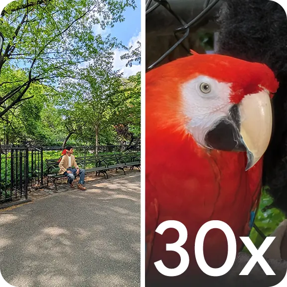 Person sitting in a park and a close-up of a red parrot.