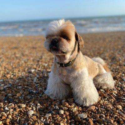 Dennis Bone Idol on The Dog Friendly Beach Brighton