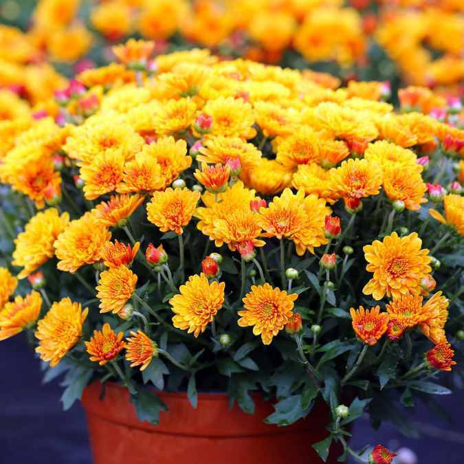 fall blooming mum-chrysanthemum with orange flowers in a brown plastic pot.jpg