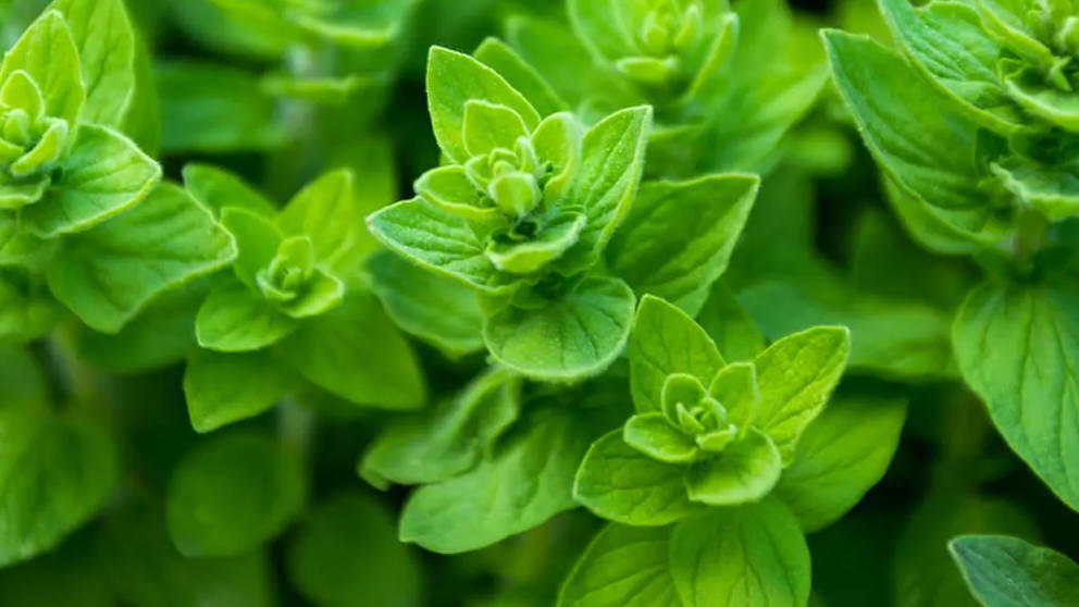 a fresh oregano leaf with bright leaves and colors