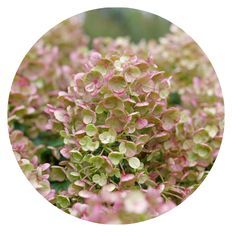 Photo of Tiny Quick Fire® Panicle Hydrangea (paniculata)