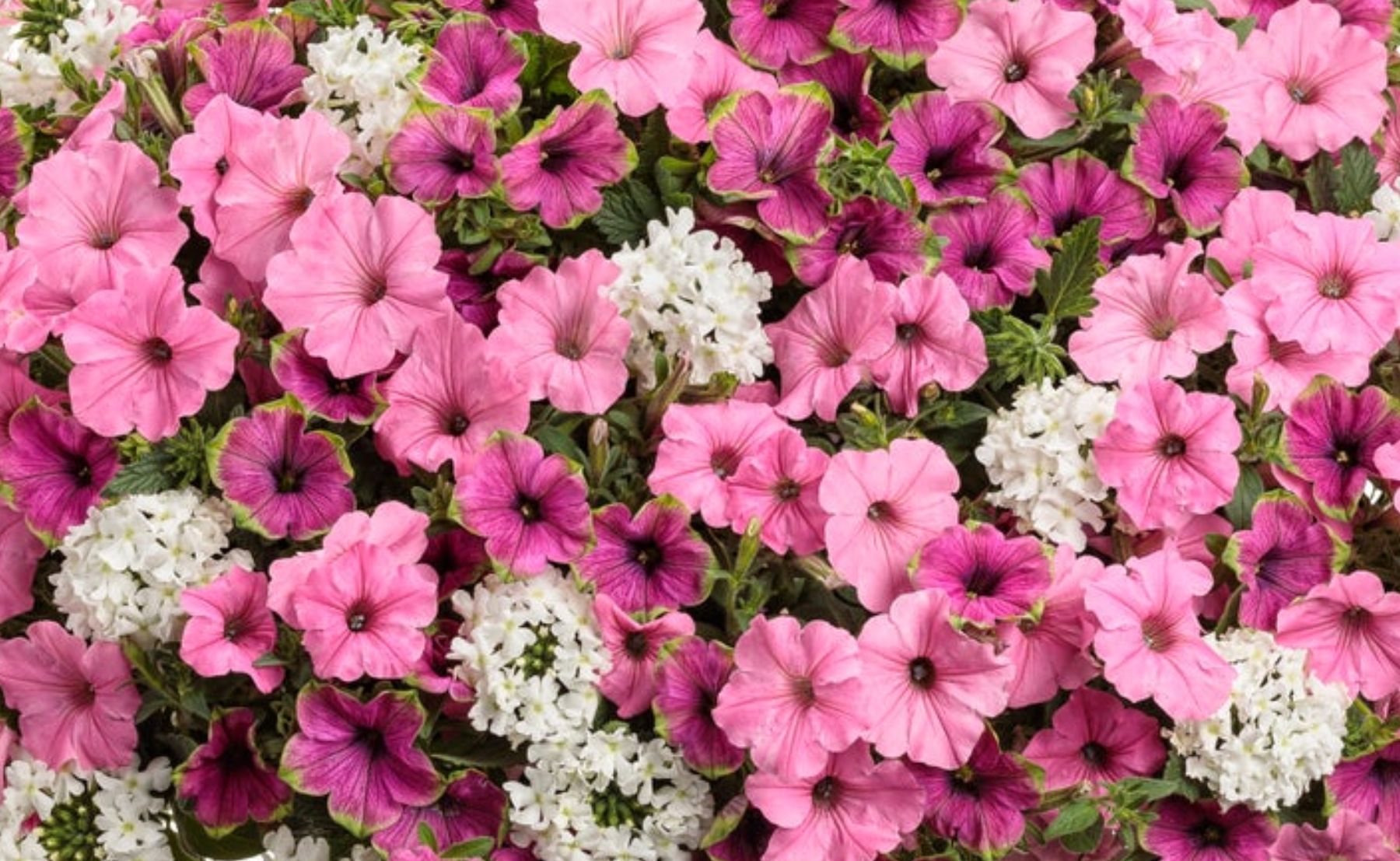 In Love Again Hanging Basket 