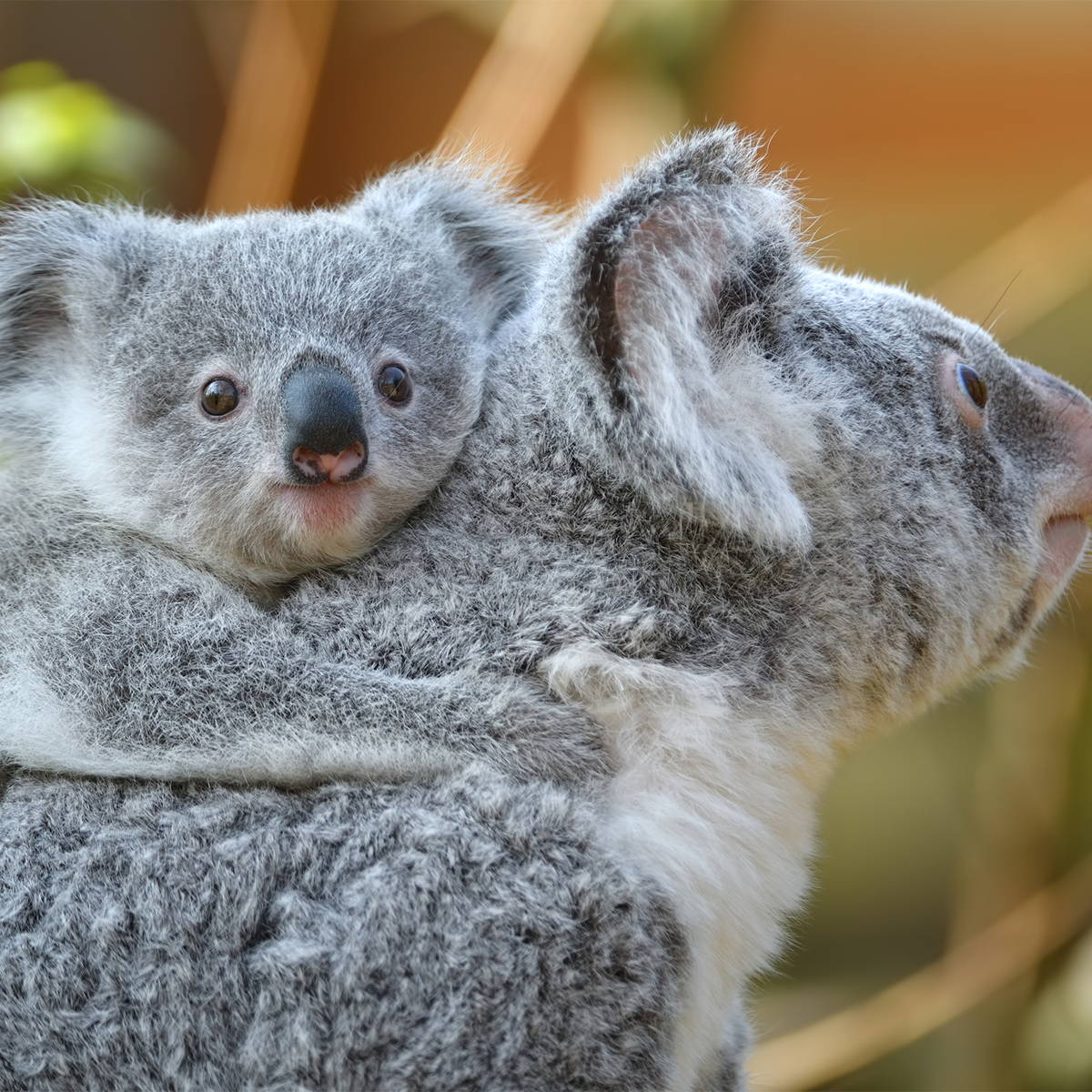 share your thoughts on sustainability to win a koala eco voucher • life •  frankie magazine • australian fashion magazine online