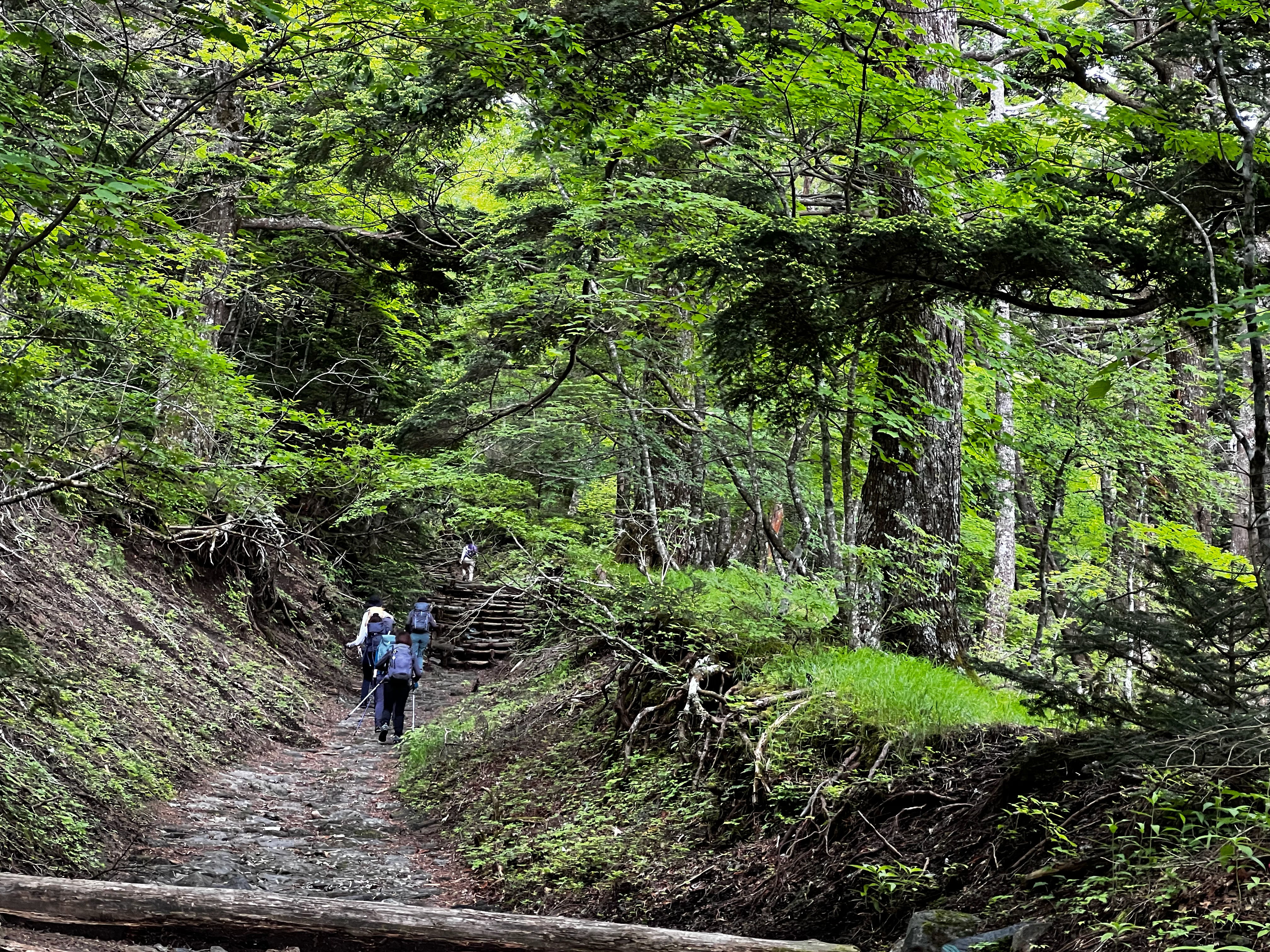 Hiker walking on a trail through a lush green forest.