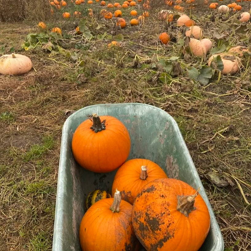Pumpkins in a barrel at a pumpkin patch.