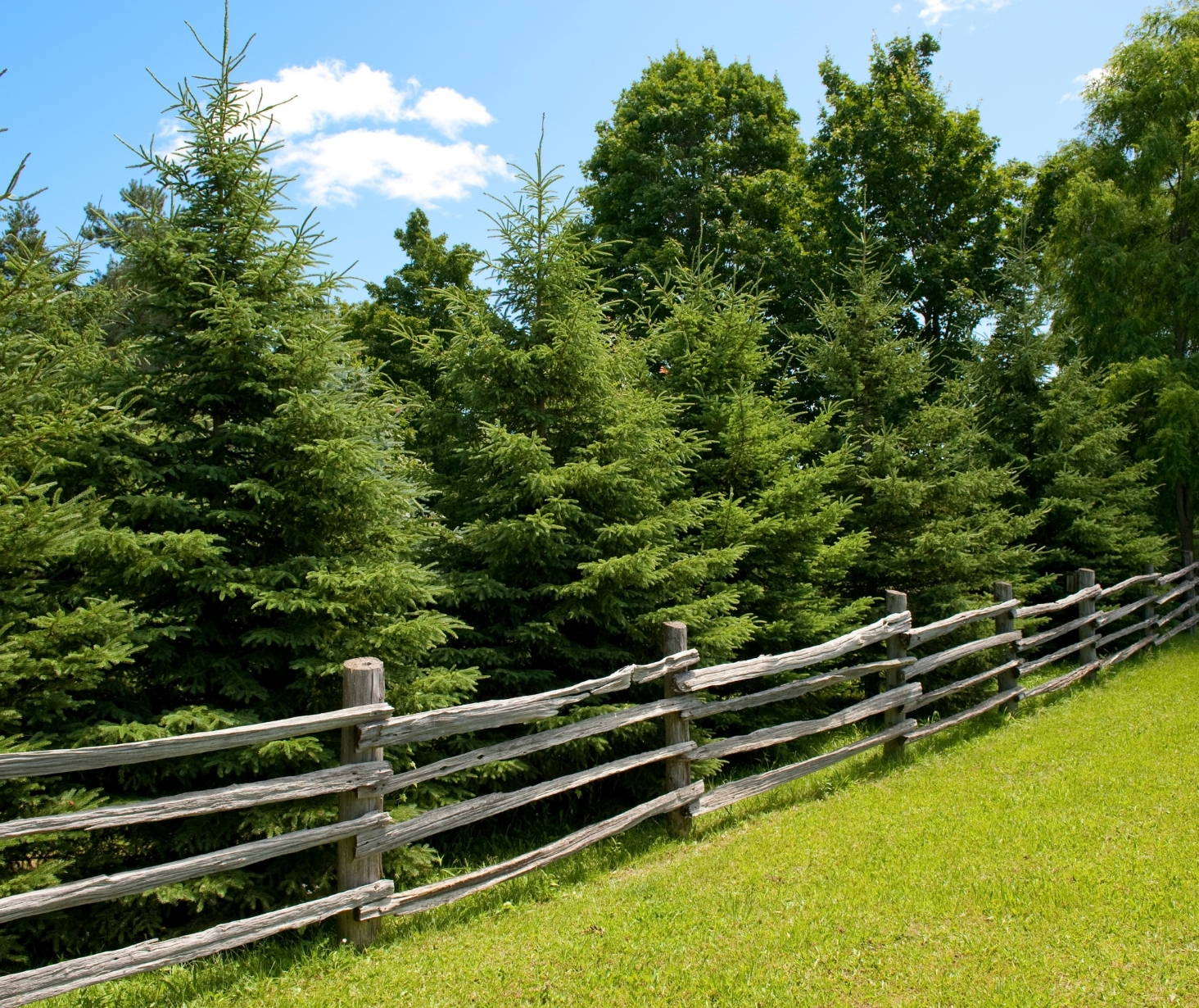 dog 4-rail fence
