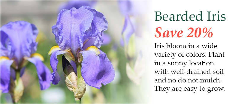Bearded Iris - Save 20%! Iris bloom in a wide variety of colors. Plant in a sunny location with well-drained soil and no do not mulch. They are easy to grow. 