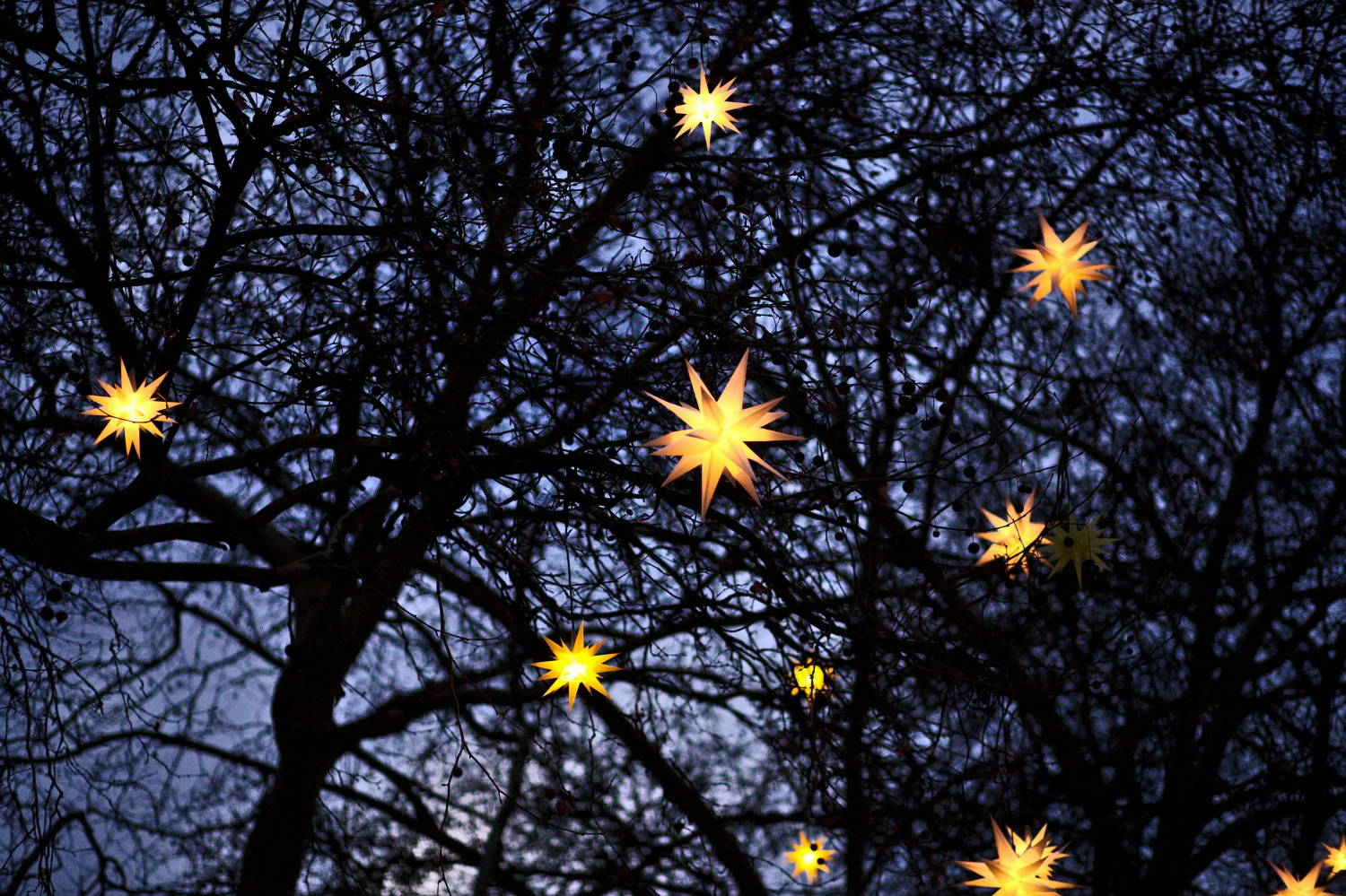 Star-shaped lights hung in a tree