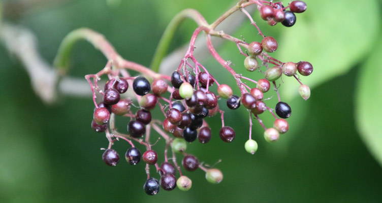 Pruning Elderberry