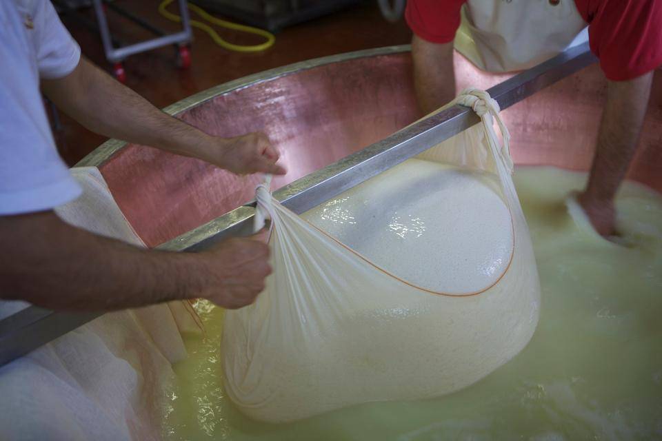 Two people lift a huge raw cheese which will become Parmesan