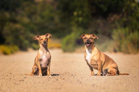 Two dogs sitting outside 