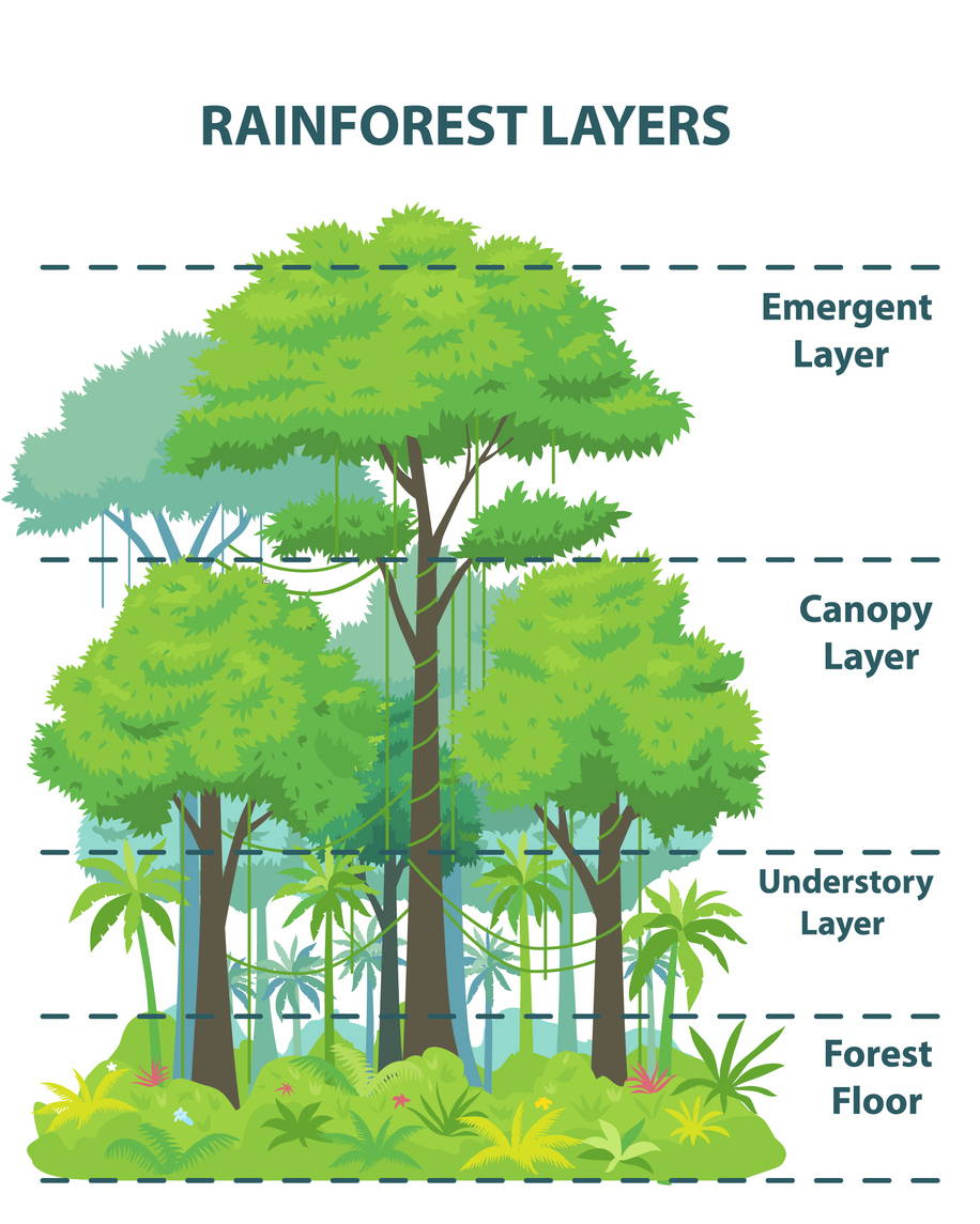 Layers Of The Rainforest KS2 Lessons And Facts From PlanBee
