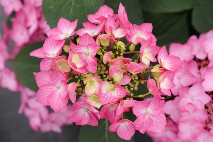 Up close plant highlight photo of Let's Dance® Hot Stepper™ Continuous Blooming Hydrangea