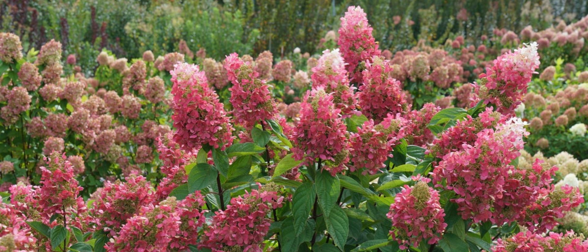 Photo of Pinky Winky Prime® Panicle Hydrangea