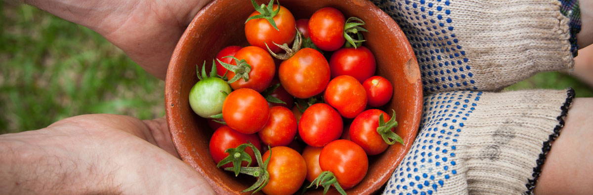 A bowl of freshly picked cherry tomatoes with two people holding the bowl between them. One person is wearing gardening gloves