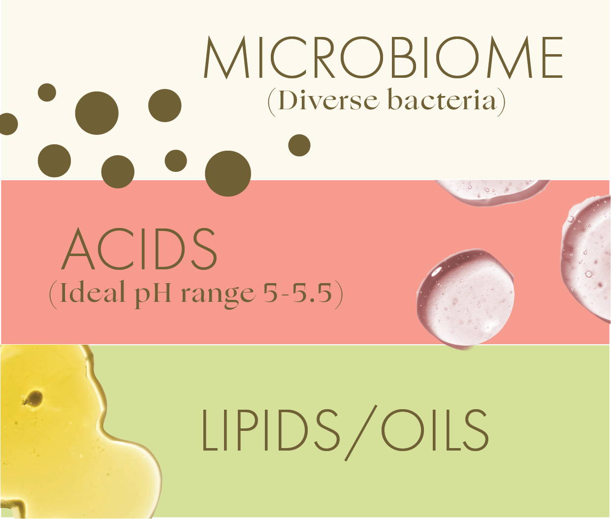 Diagram of Microbiome , Acids & Lipids / Oils