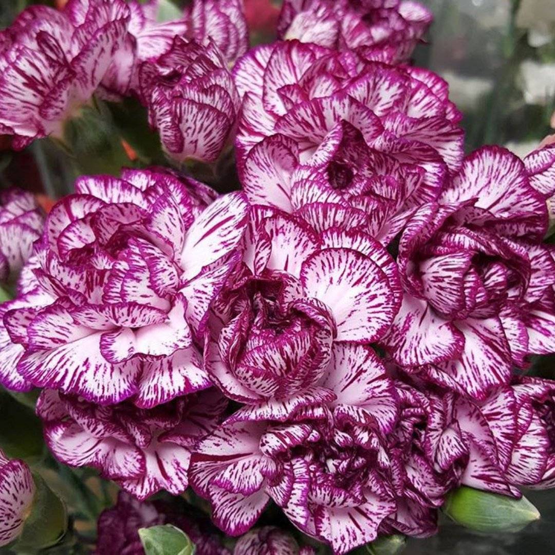 Mini Carnation Flowers