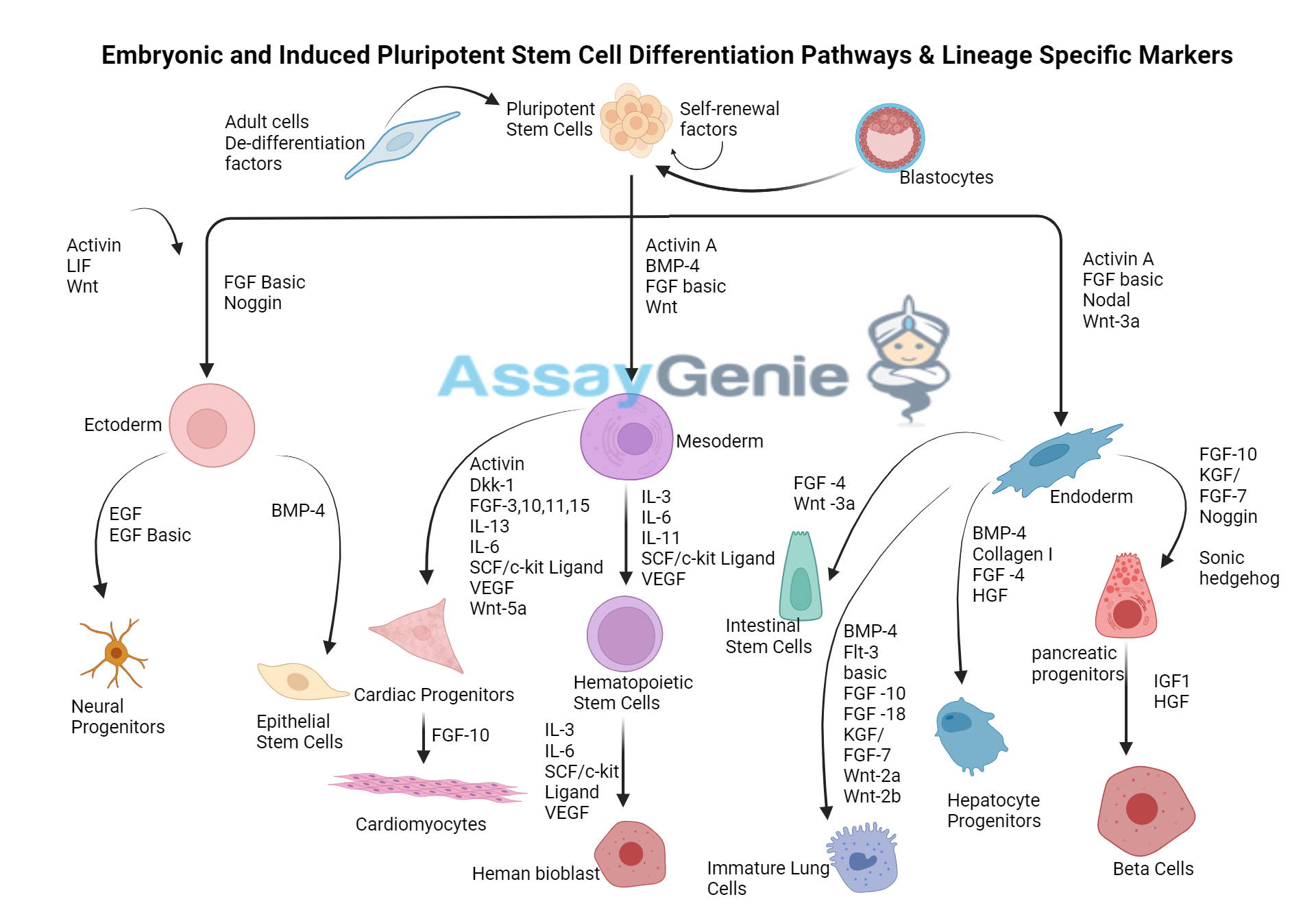 Embryonic induced Pluripotent Stem Cell Differentiation Pathways 