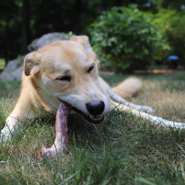 Lula the dog eating a raw turkey neck.