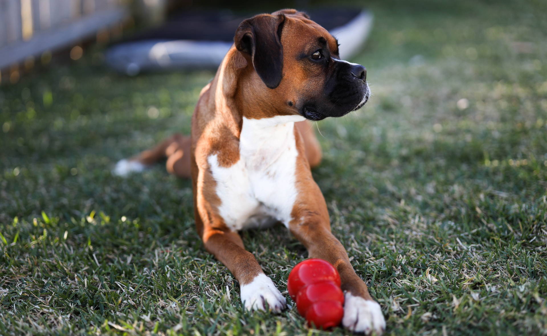 Dog with a ball. A guide to dog enrichment activities idea to do at home