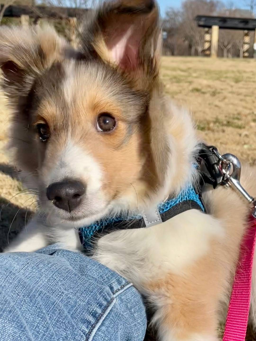 message from dog to dog mom