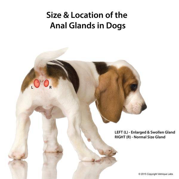 Size and Location of Anal Glands (Anal Sacs) in  Dogs