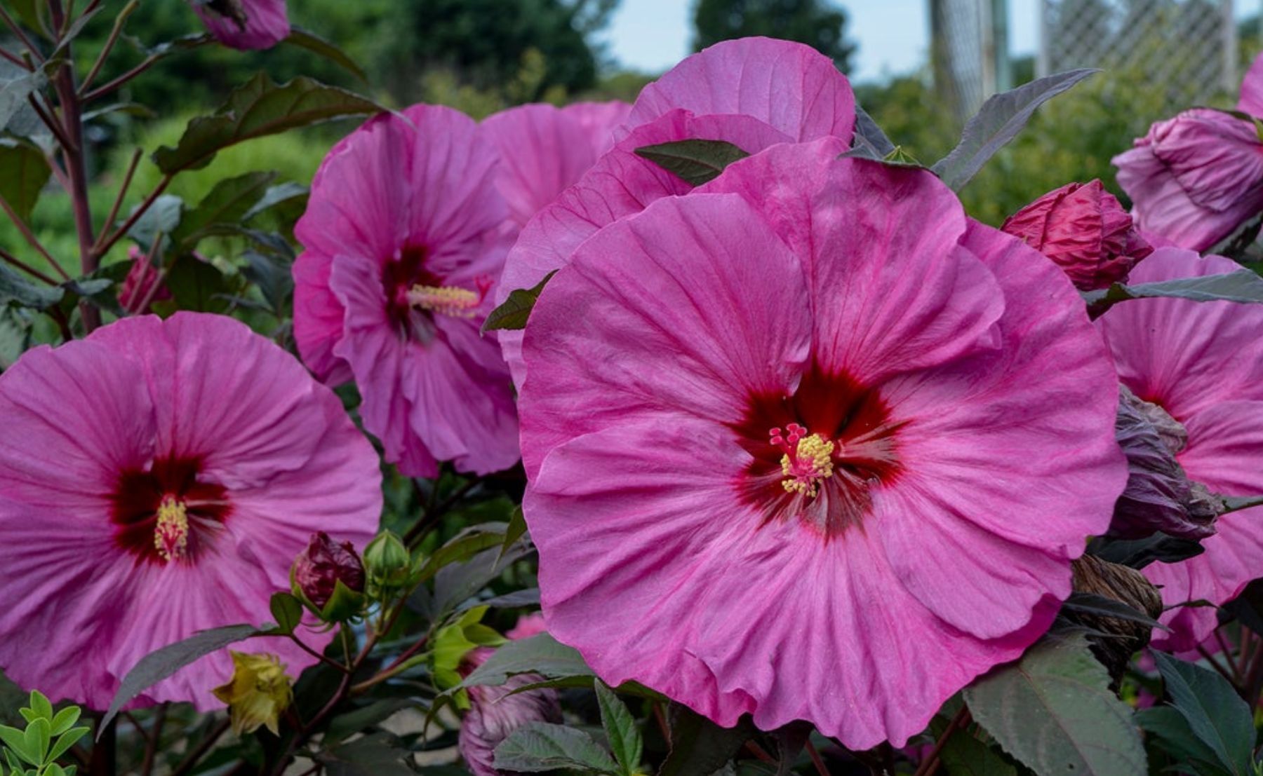 Photo of Summerific® Berry Awesome 