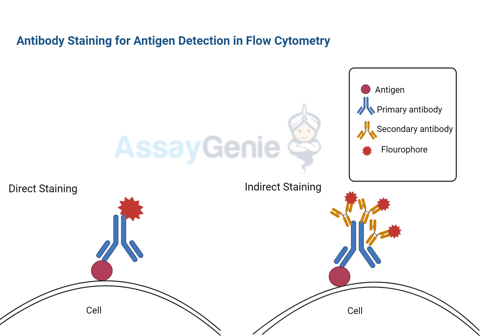 Antibody Staining for Antigen Detection