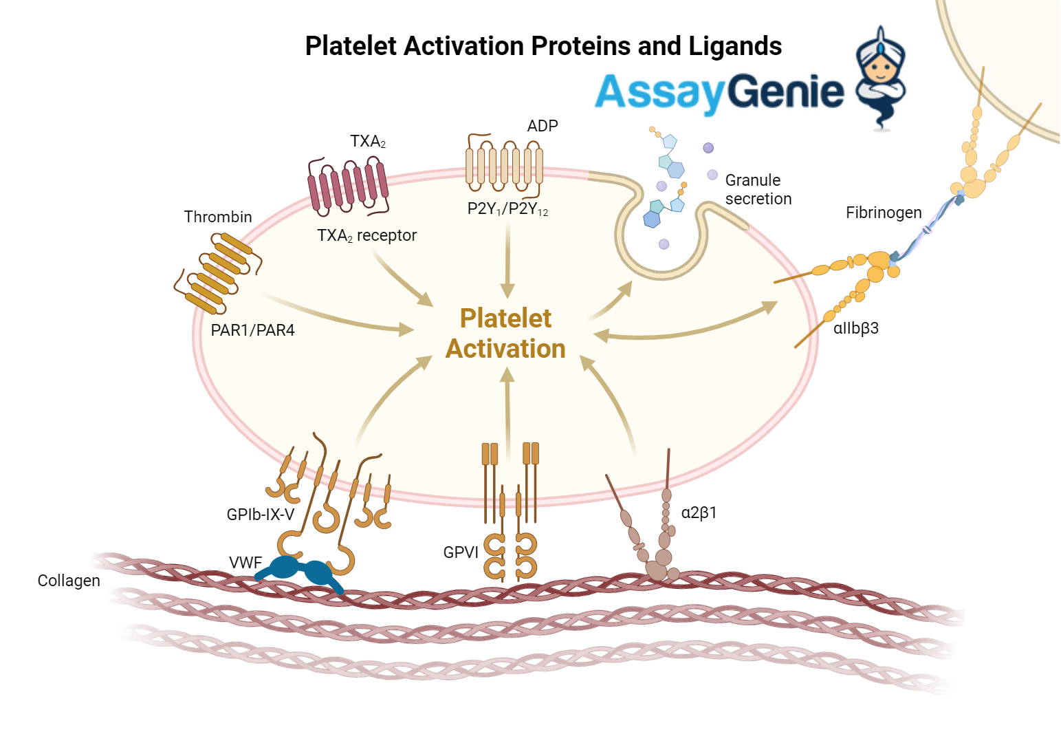 Platelet Activation Mechanism