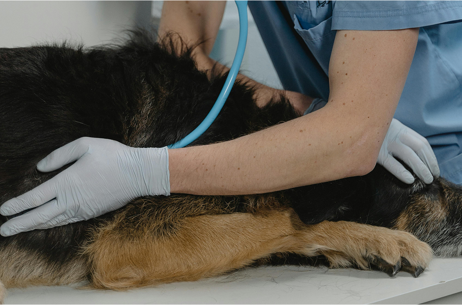Veterinarian examining a dog with a stethoscope.
