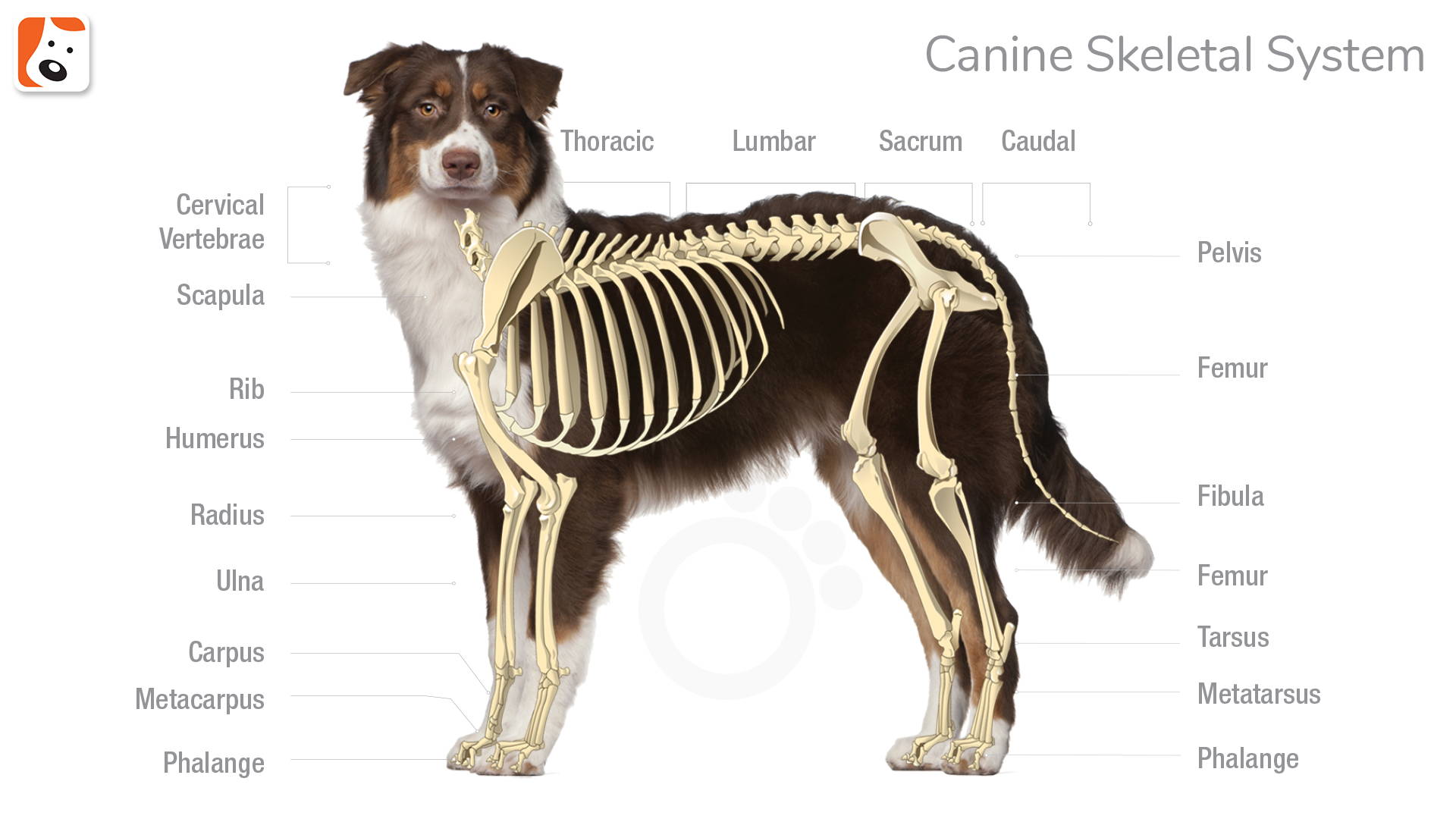Ребра можно собаке. Скелет собаки анатомия. Анатомическое строение скелета собаки. Анатомия костей собаки. Скелет собаки строение с описанием.