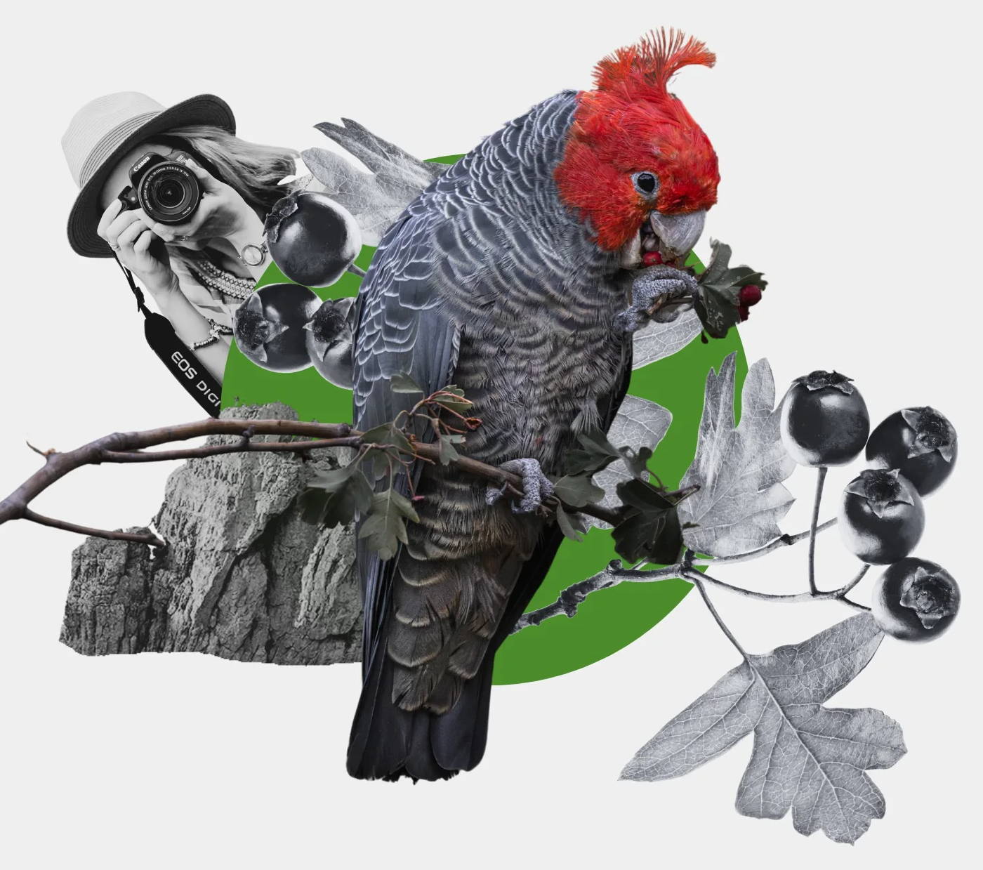 Gang-gang cockatoo collage with hawthorn berries 