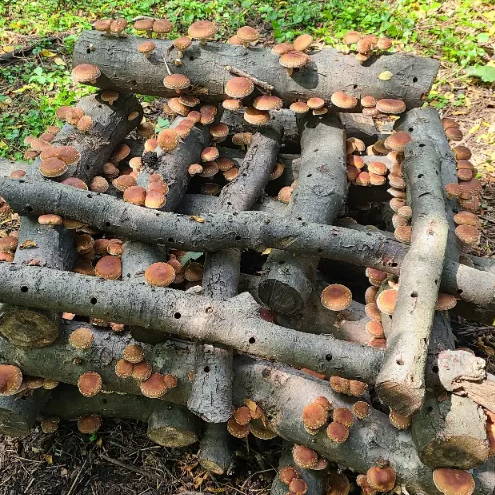 Shiitake logs arranged in a log cabin for better airflow