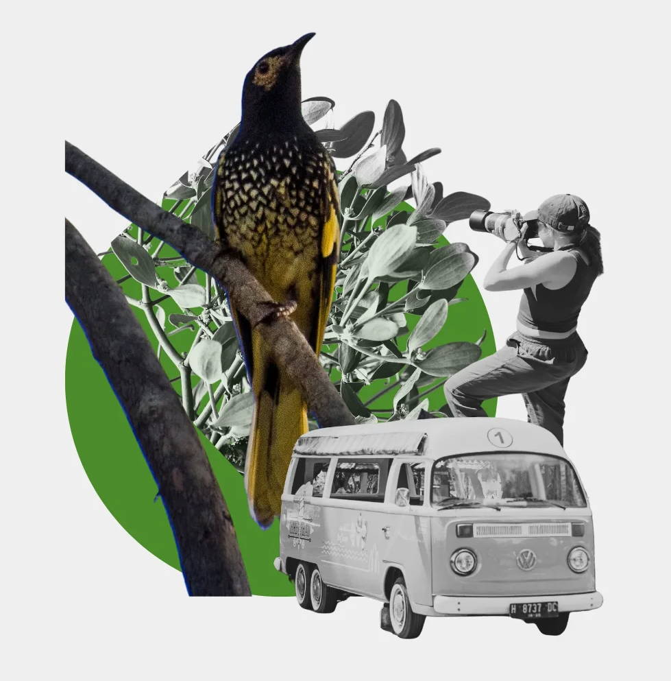 Regent honeyeater moment for Natasha wildlife and birder