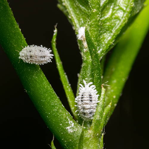 Mealybugs on stem of plant