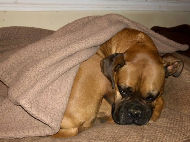 cozy brown puppy with a blanket in san diego