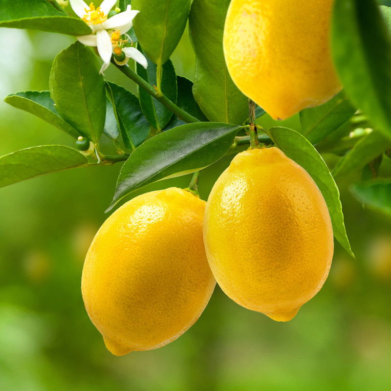 Three yellow lemons hanging from a green leafy branch with white flowers.