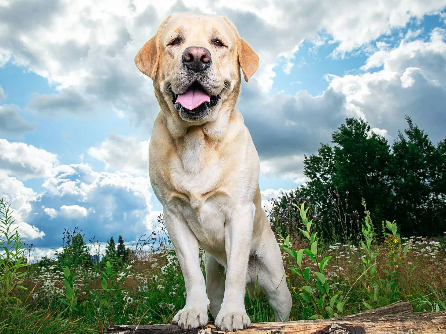 Labrador Retriever top 1 dog breed in  the US