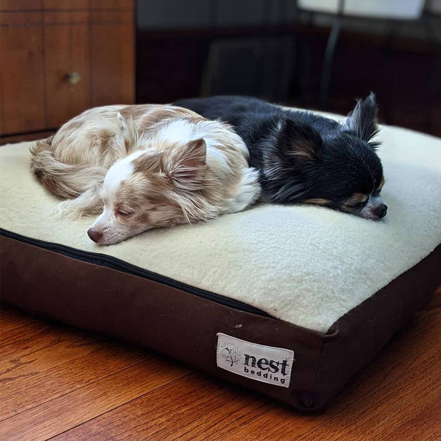 Two long haired chihuahuas, one brown and white, another black, sleeping on top of the nest bedding wool dog bed