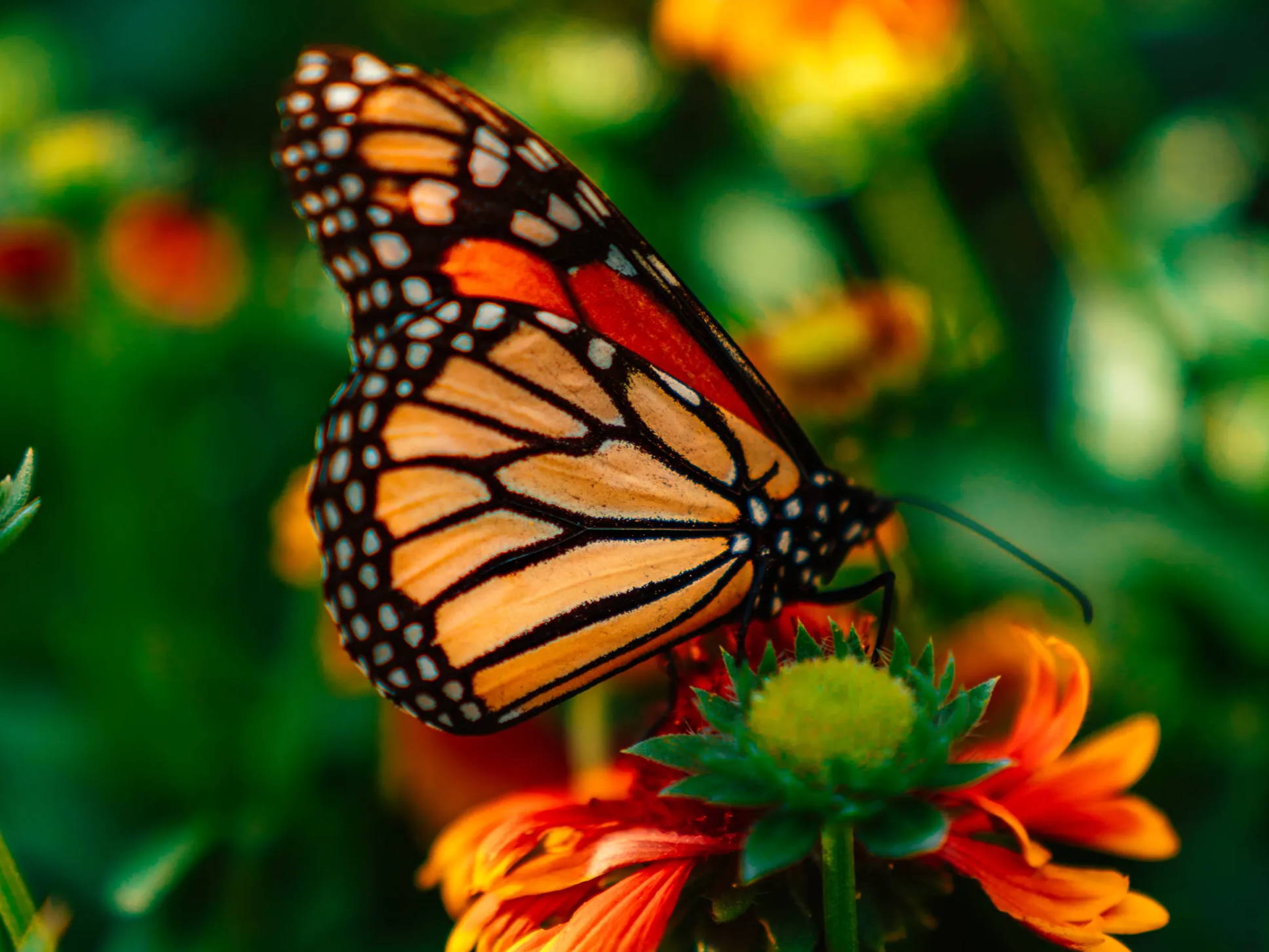 Orange butterfly perched atop a flower