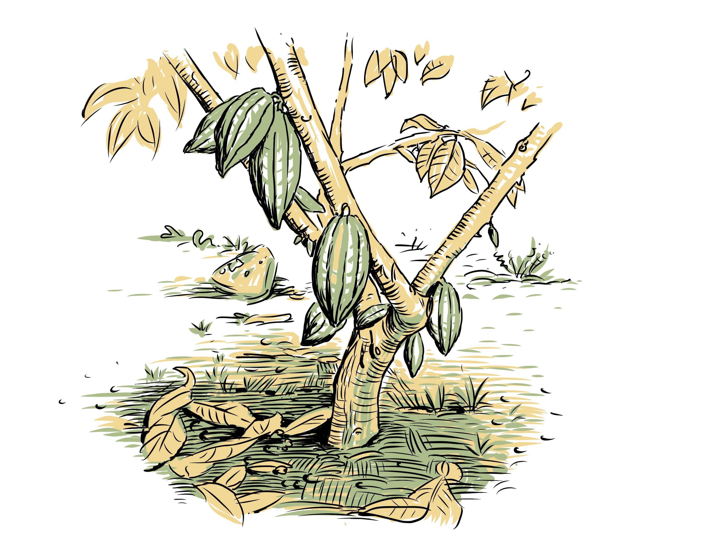 Illustration of cacao growing on a tree