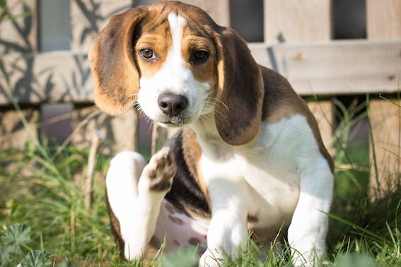beagle scratching itself