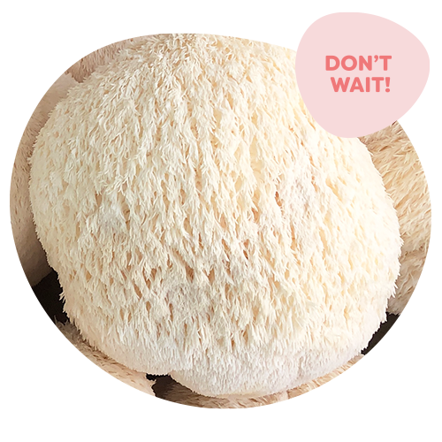 a lion's mane mushroom that should be harvested without delay