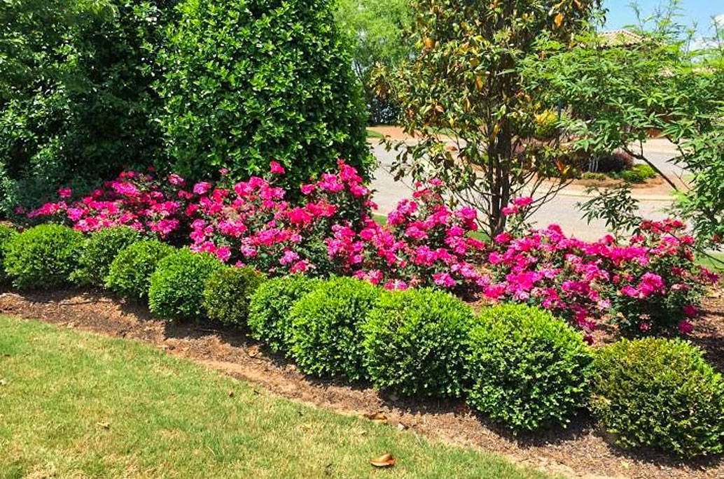Evergreen Shrubs For Shade Top 17 Choices Plantingtree
