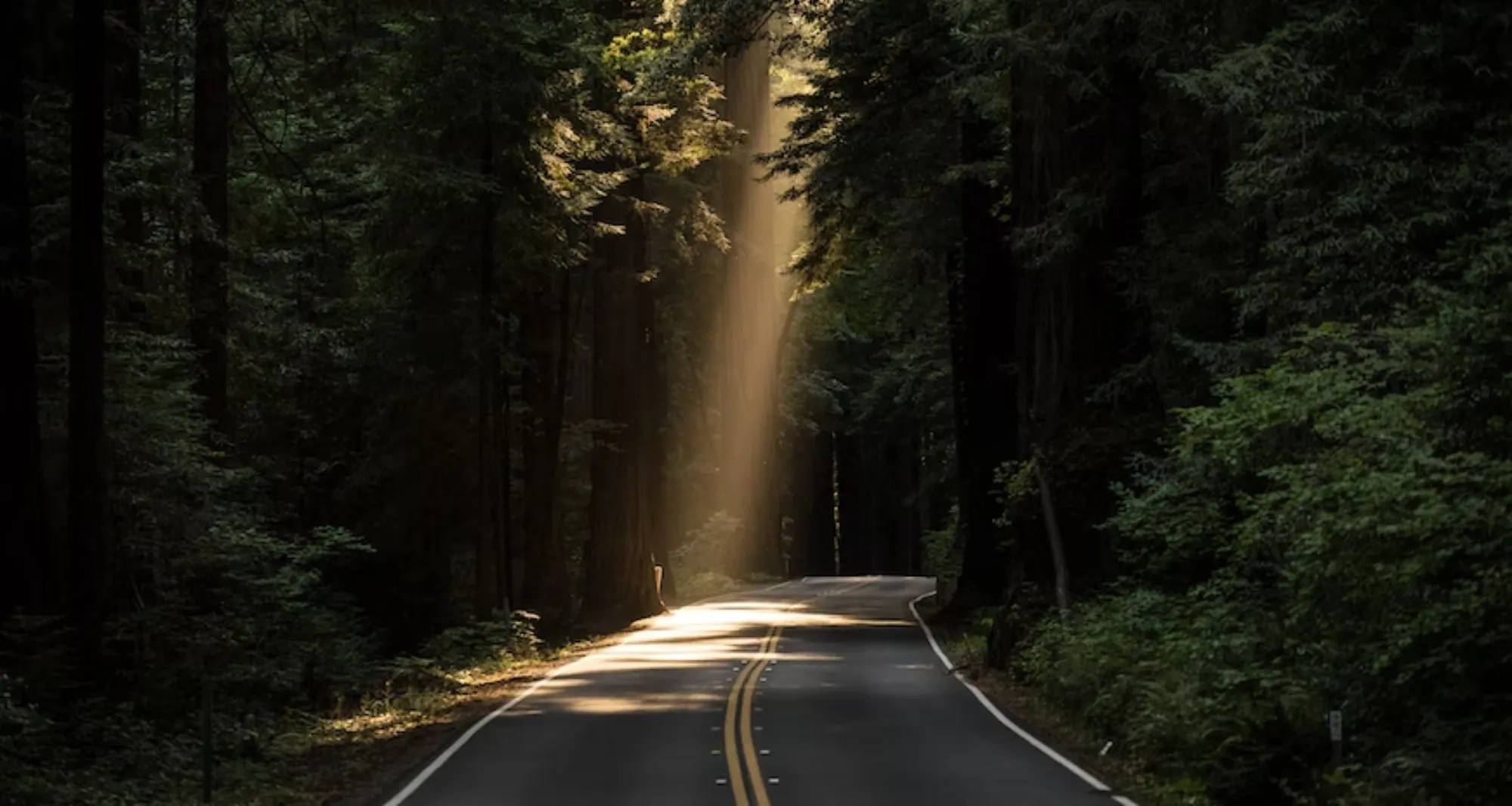 A ray of sunlight filtering through a heavy forest canopy of trees onto a paved road.