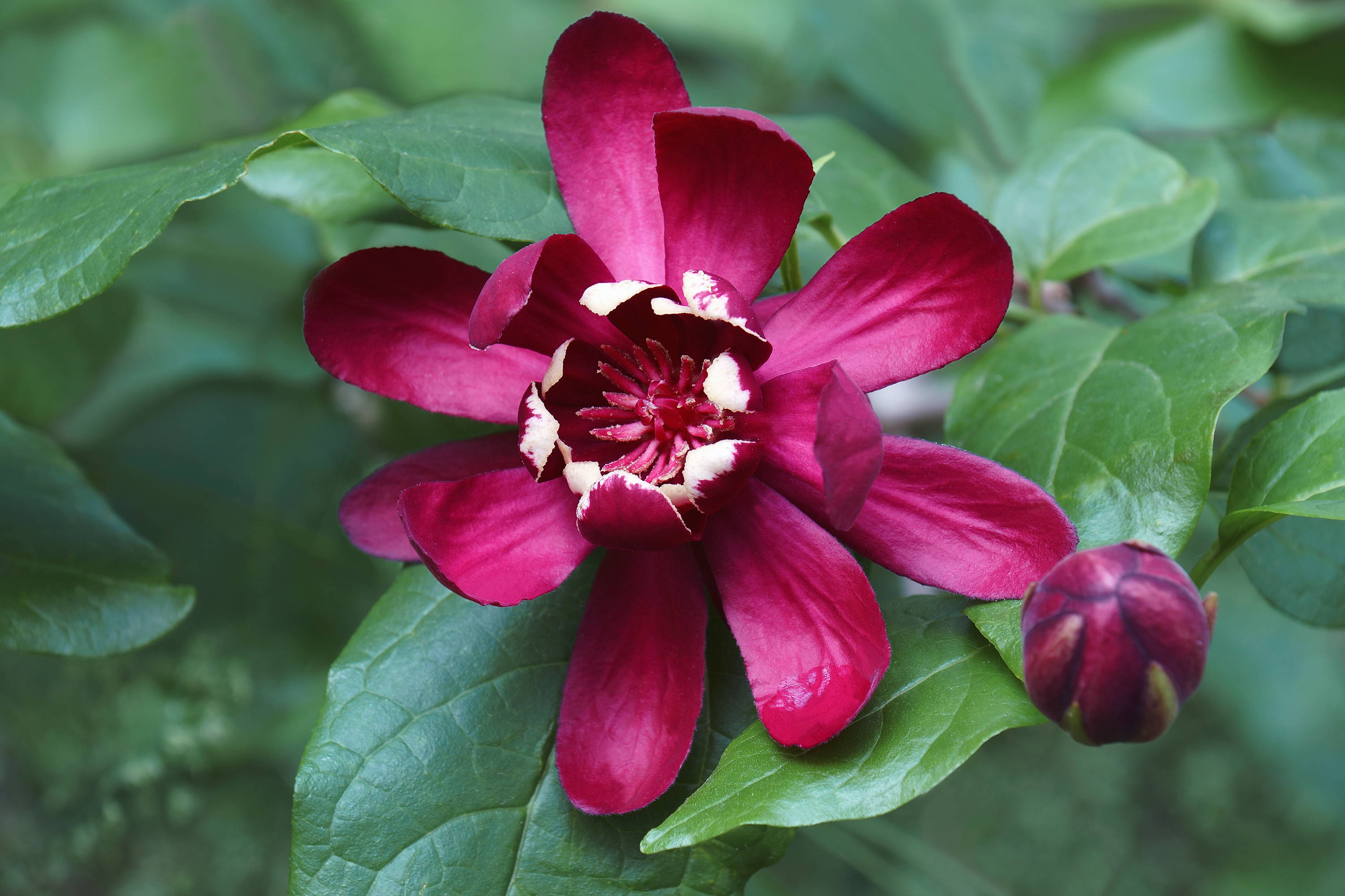 Carolina allspice in full bloom.