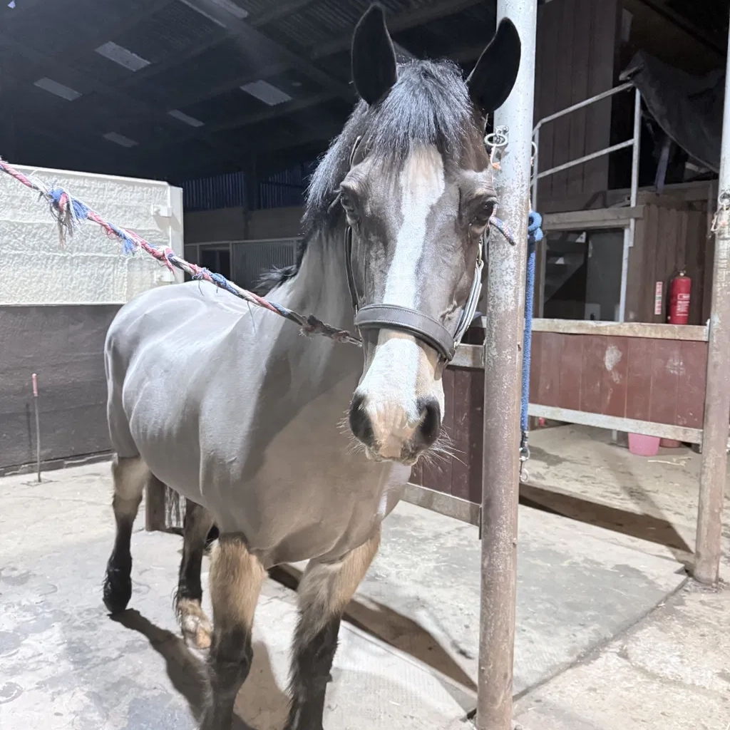 SKIN TONIC Result_Welsh Mare_Sweet Itch_Anonymous