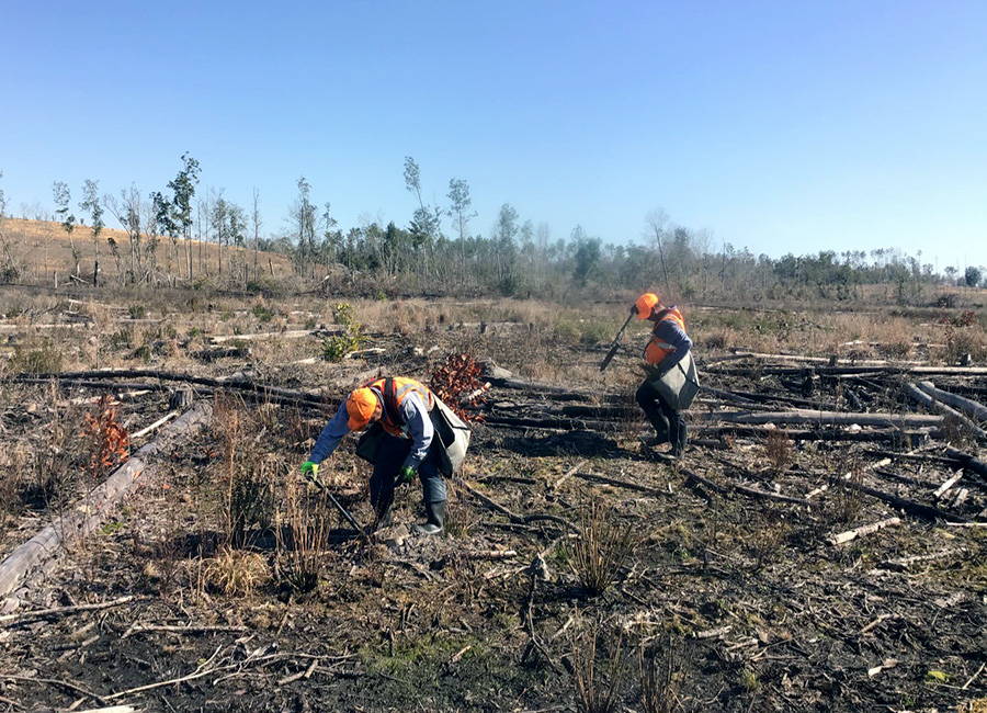 Volunteers planting new trees