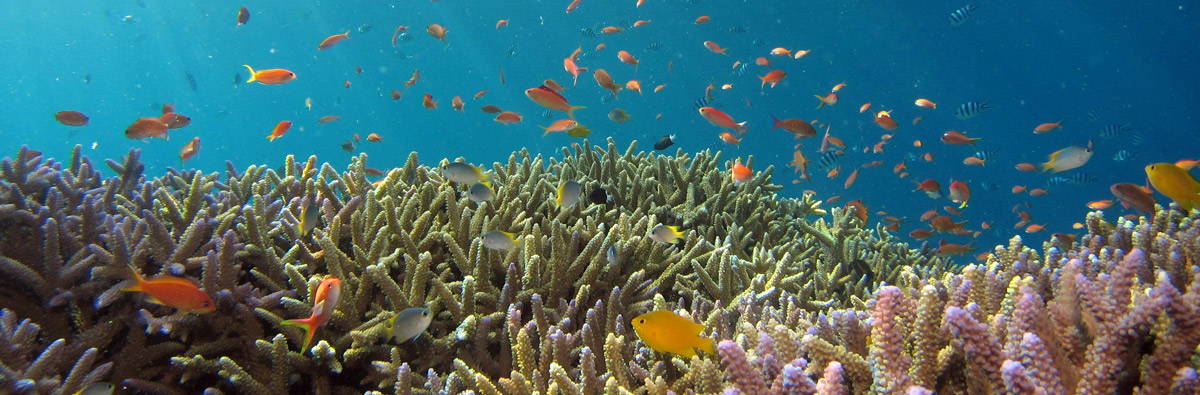 Ocean with coral and tropical fish swimming around